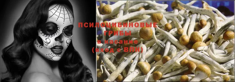 Псилоцибиновые грибы Psilocybe  закладки  Киреевск 